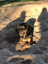 High angle view of dog on sand