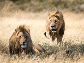 Lion in a field