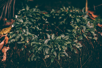 Close-up of plants