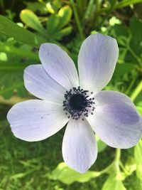 Close-up of flower blooming outdoors