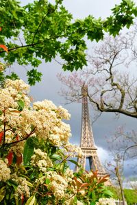 Low angle view of flowering plant against sky