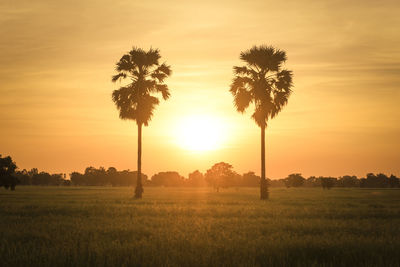 Scenic view of palm trees on field during sunset