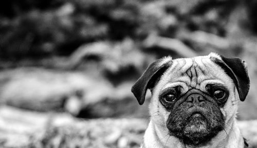 Close-up portrait of a pug dog  in nature. 