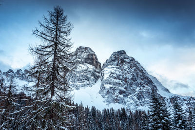 Low angle view of pine trees on snow covered mountain against sky