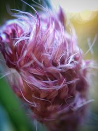 Close-up of flower