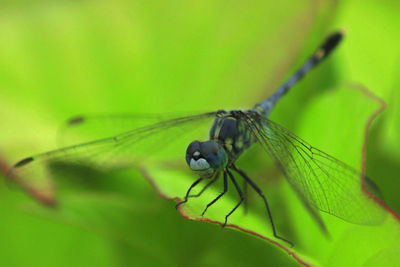 Close-up of insect on leaf