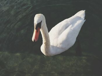 Close-up of swan swimming in lake