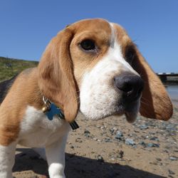 Close-up portrait of dog against clear sky