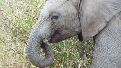 Close-up of elephant