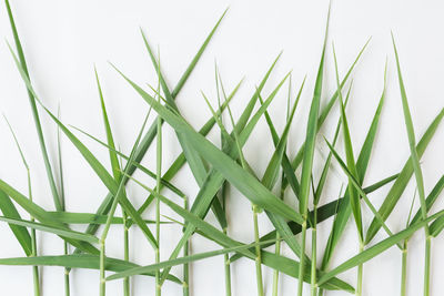 Close-up of fresh green plant against white background