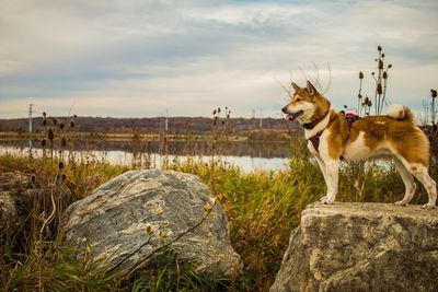 Dog standing on rock