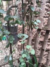 Close-up of plants growing on field