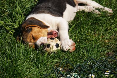 View of a dog on field