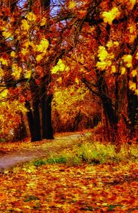 Autumn trees in park