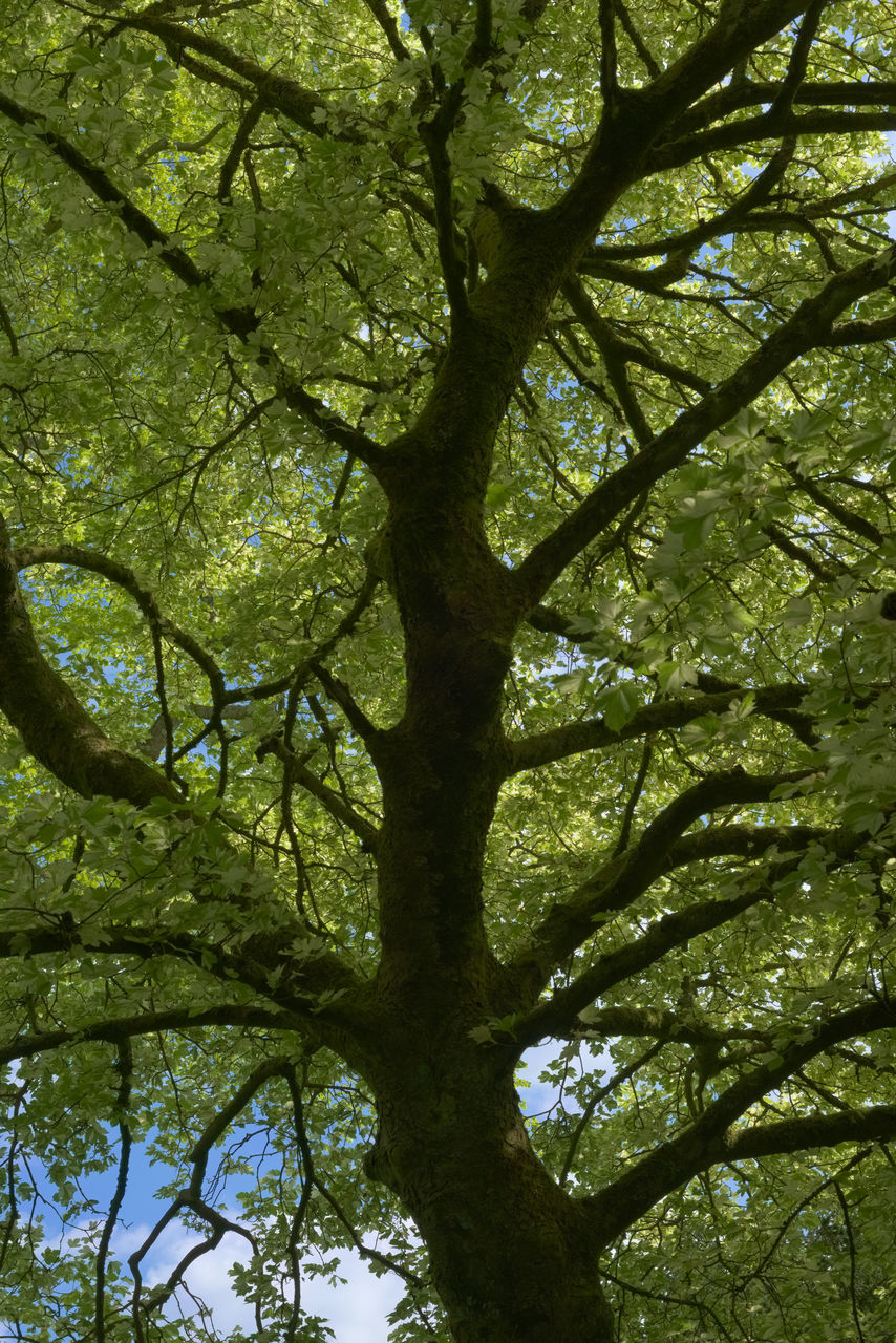 LOW ANGLE VIEW OF TREE