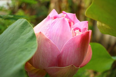 Close-up of pink rose