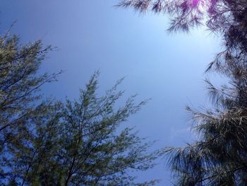 Low angle view of trees against blue sky