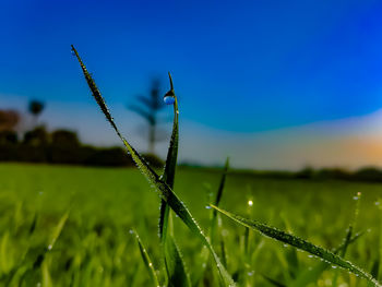 Front view of dew drop in greenplant leaf