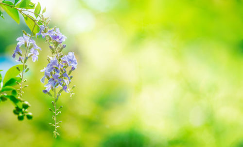 Close-up of purple flowering plant