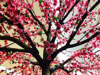 Low angle view of pink flowers on tree