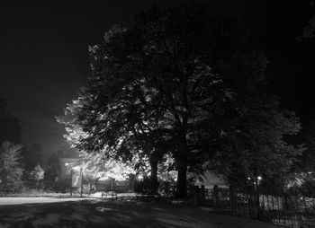 Road along trees at night