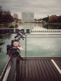 View of horse standing by railing in lake