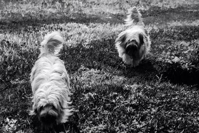 Dog standing on grassy field