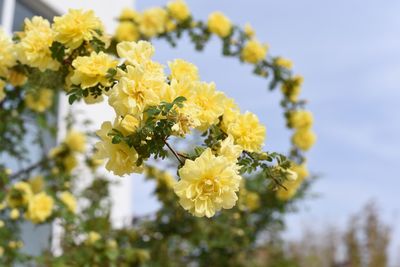 Close-up of yellow flowers