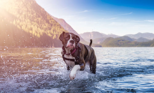 Dog running in a water