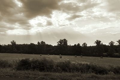 Scenic view of trees on field against sky