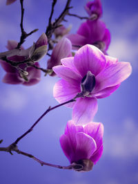Close-up of pink flowering plant