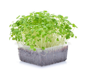 Close-up of fresh vegetables against white background