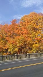 Trees by road against blue sky during autumn