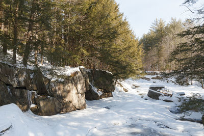 Trees growing in forest during winter