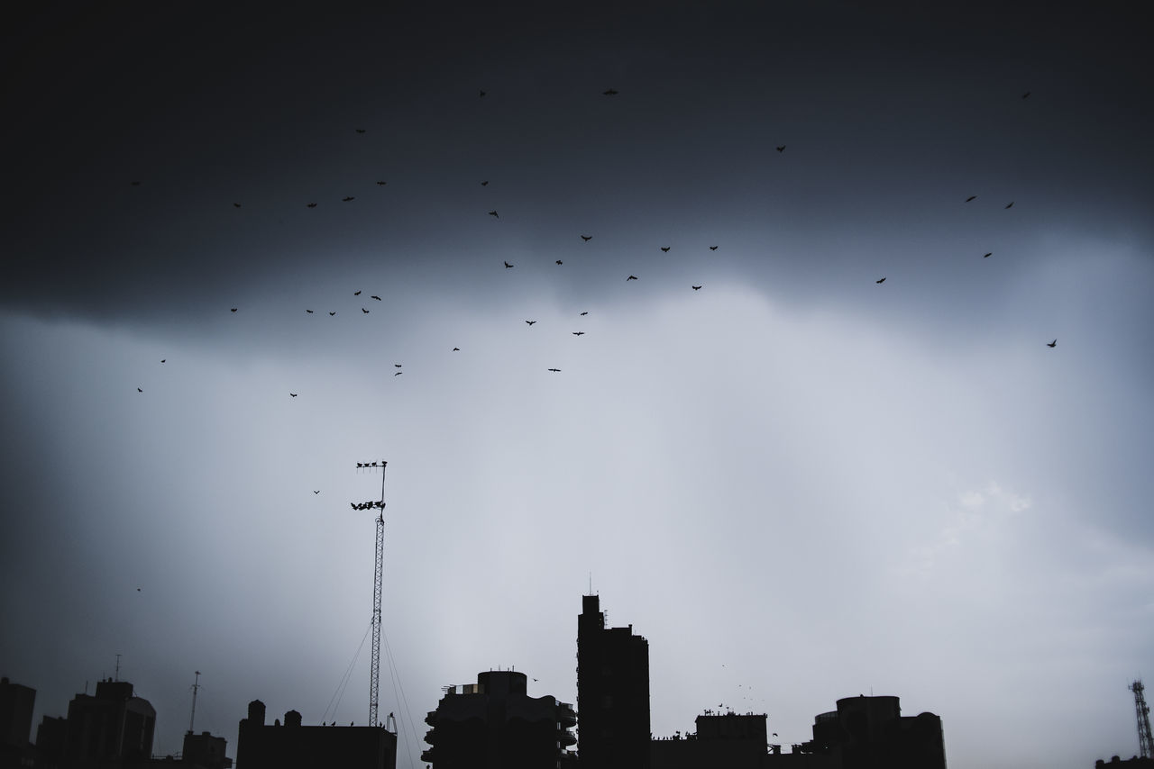 SILHOUETTE OF BIRDS FLYING IN SKY