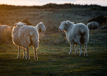 Flock of sheep on field