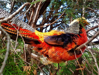 Close-up of rooster perching on tree