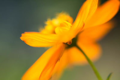 Close-up of orange flower