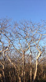 Bare trees against clear blue sky