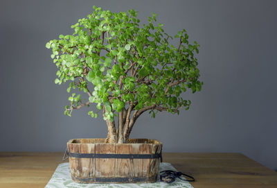 Close-up of small potted plant on table against wall