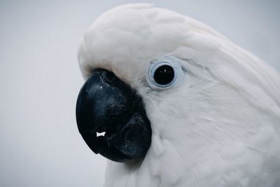 Cockatoo bird