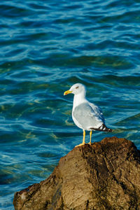 White seagull with black wing tips sitting on the rocks in the black sea. cormorant landing on cliff 