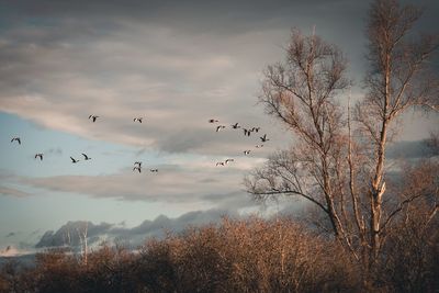 Flock of birds flying in the sky