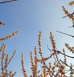 Low angle view of flowering plants against clear blue sky