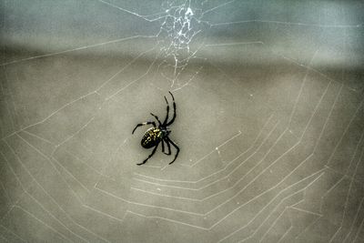 Close-up of spider on web