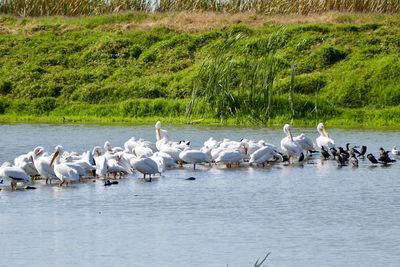 Swans in lake