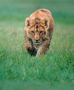 Lioness in a field