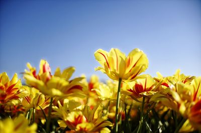 Low angle view of yellow flowering plants against clear sky