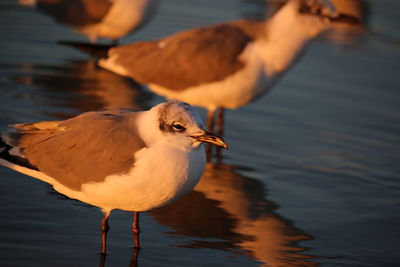 Close-up of bird