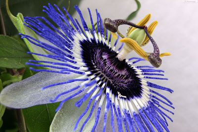 Close-up of purple flower
